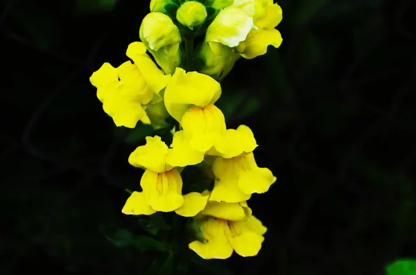 Background Bright Yellow Bloom Antirrhinum Majus Plant Garden — Stock Photo, Image