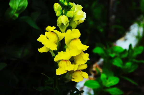 Bahçedeki Antirrhinum Majus Bitkisinin Parlak Sarı Çiçeğinin Arka Planı — Stok fotoğraf