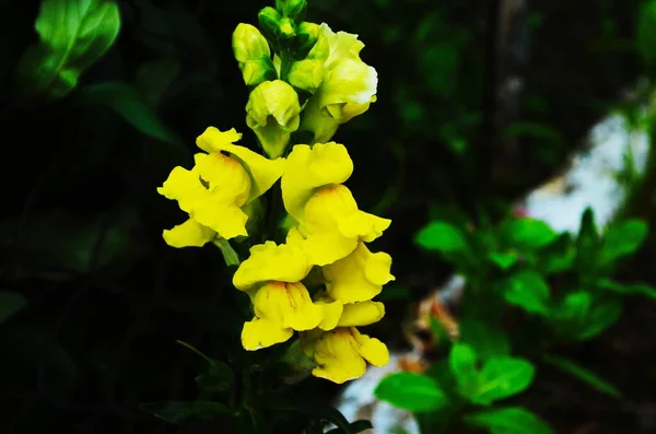 Bakgrund Ljusgul Blomning Antirinum Majus Växt Trädgården — Stockfoto