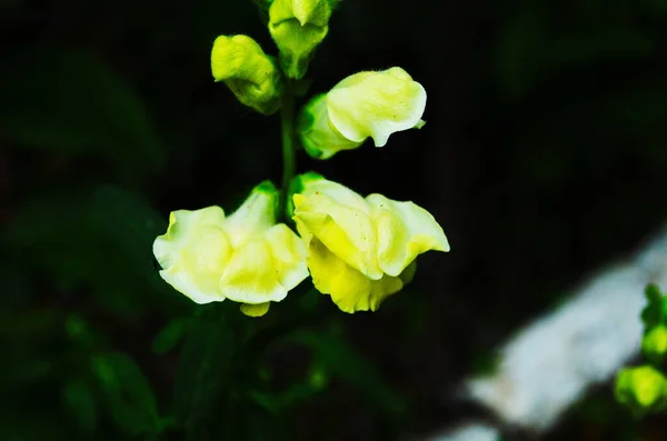 Bakgrund Ljusgul Blomning Antirinum Majus Växt Trädgården — Stockfoto