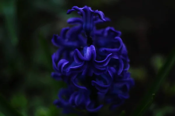 Vista Cerca Macro Una Hermosa Flor Jacinto Azul Sobre Fondo — Foto de Stock