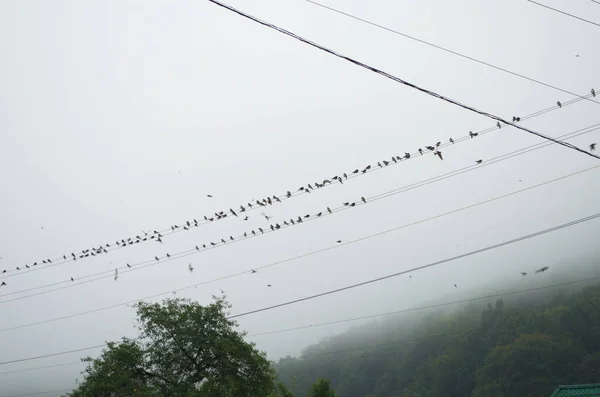 美しいSwallows Perchで夜明けに電気線 — ストック写真