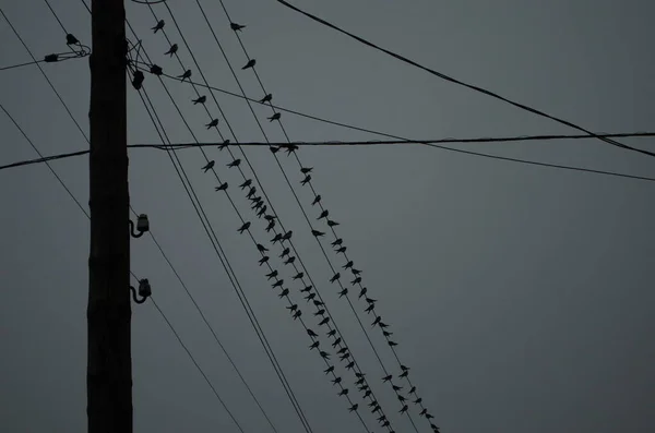 Beautiful Swallows Perch Dawn Electric Wires — Stock Photo, Image