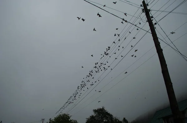 美しいSwallows Perchで夜明けに電気線 — ストック写真