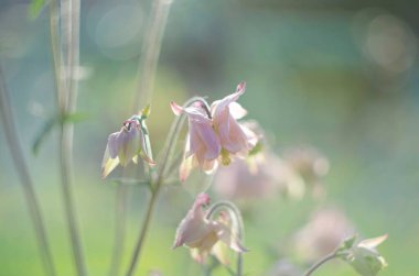 Çiçek açan Pembe Aquilegia yakın plan. Aquilegia vulgaris. Ranunculaceae Ailesi.