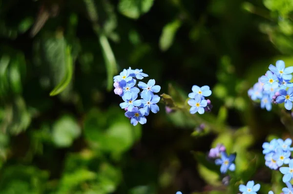 Ljusa Klasar Blå Blommor Unga Glöm Mig — Stockfoto