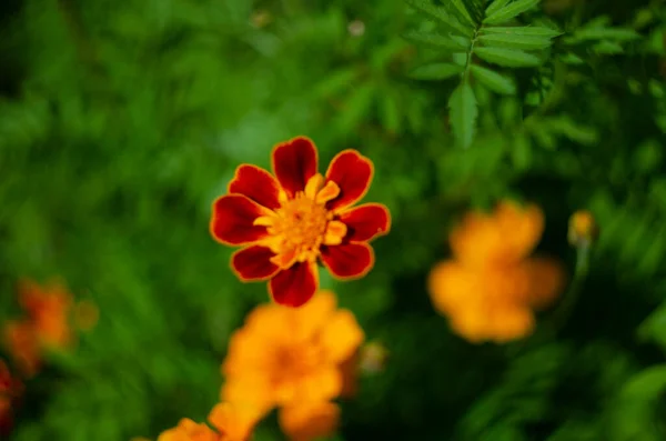 庭のメリーゴールドの花のクローズアップ — ストック写真