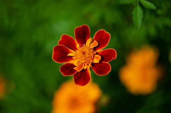 Marygold Fleur Gros Plan Dans Jardin — Photo