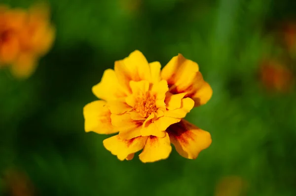 庭のメリーゴールドの花のクローズアップ — ストック写真