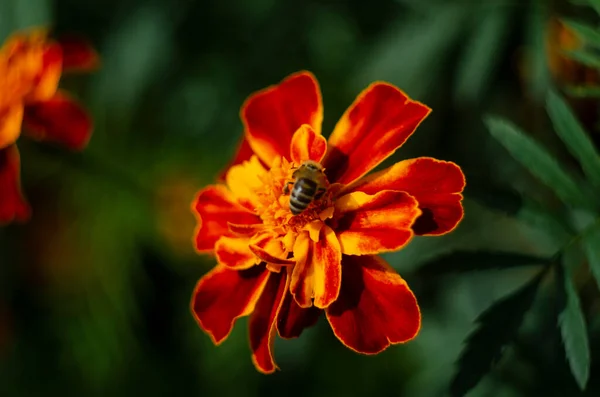 Marygold Virág Közelkép Kertben — Stock Fotó