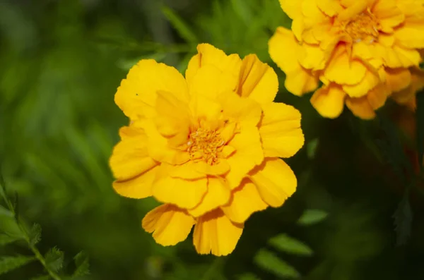 庭のメリーゴールドの花のクローズアップ — ストック写真