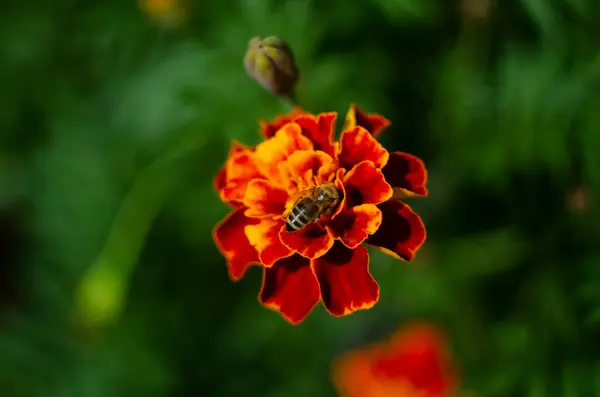 庭のメリーゴールドの花のクローズアップ — ストック写真