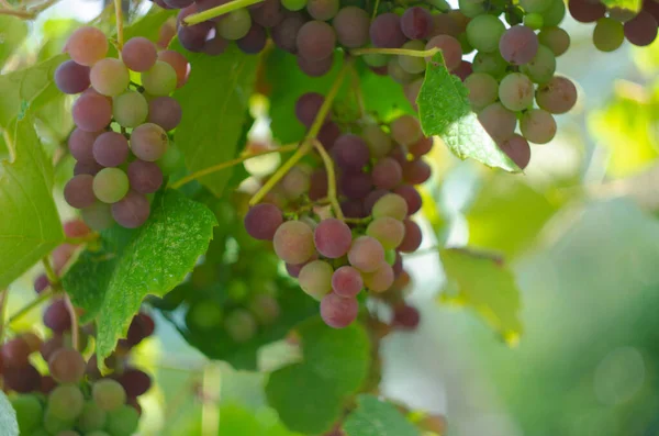 Raisins Multicolores Sur Vignoble Raisins Rouges Suspendus Sur Les Branches — Photo