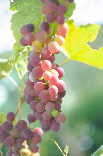 Bunte Trauben Auf Dem Weinberg Rote Trauben Hängen Den Zweigen — Stockfoto