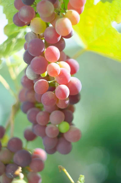 Sokszínű Szőlő Szőlőskertben Vörös Szőlő Lóg Ágakon Fekete Szőlő Lóg — Stock Fotó