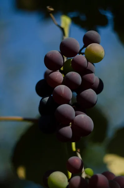 Uvas Multicolores Viñedo Uvas Rojas Colgando Las Ramas Uvas Negras —  Fotos de Stock