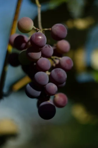 Veelkleurige Druiven Wijngaard Rode Druiven Hangen Aan Takken Zwarte Druiven — Stockfoto