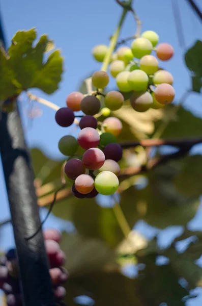 포도원에는 색깔의 포도가 있노라 열매를 새빨간 포도와 가지에 — 스톡 사진