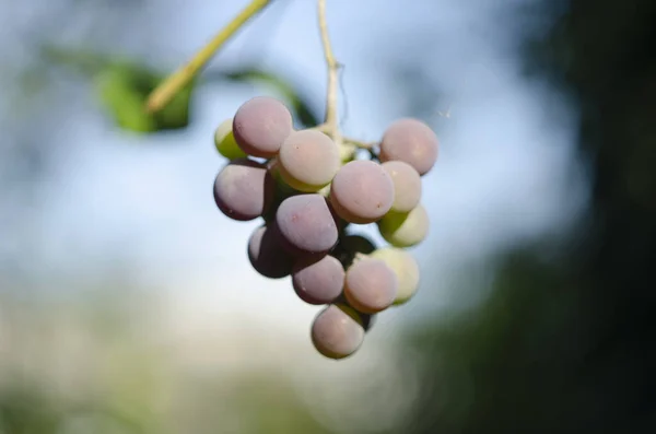 Raisins Multicolores Sur Vignoble Raisins Rouges Suspendus Sur Les Branches — Photo