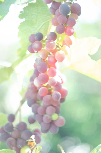 Kolorowe Winogrona Winnicy Czerwone Winogrona Wiszące Gałęziach Czarne Winogrona Wiszące — Zdjęcie stockowe