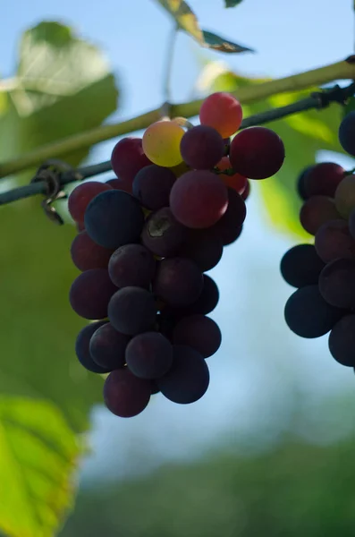 Raisins Multicolores Sur Vignoble Raisins Rouges Suspendus Sur Les Branches — Photo