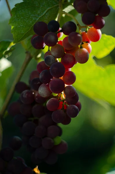 Multicolored Grapes Vineyard Red Grapes Hanging Branches Black Grapes Hanging — Stock Photo, Image