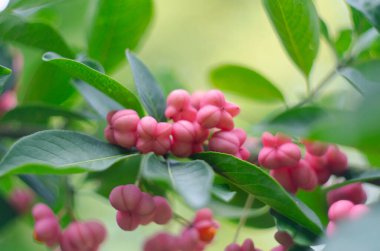 Canlı sonbahar renkleri, Dikenli Ağaç - Euonymus Avrupaeus