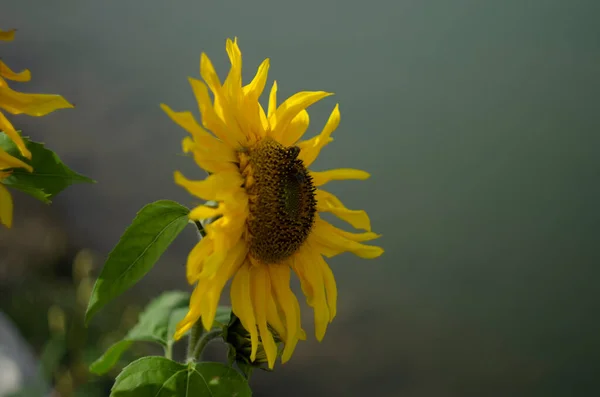 Slunečnicový Přírodní Podklad Slunečnicový Květ Slunečnicový Olej Zlepšuje Zdraví Pokožky — Stock fotografie