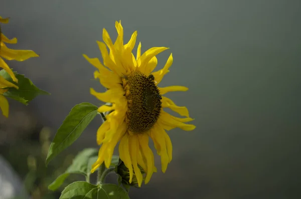 Slunečnicový Přírodní Podklad Slunečnicový Květ Slunečnicový Olej Zlepšuje Zdraví Pokožky — Stock fotografie
