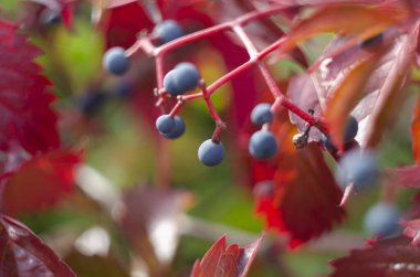 Güzel Virginia sürüngeni Parthenocissus quinquefolia sonbaharda kırmızı yapraklar