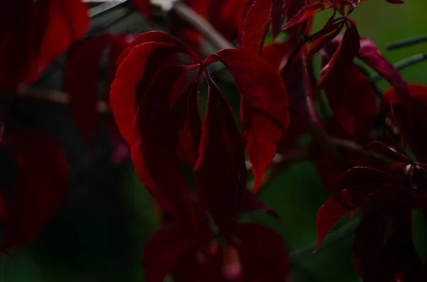 Beautiful Virginia Creeper Parthenocissus Quinquefolia Red Foliage Autumn — Stock Photo, Image