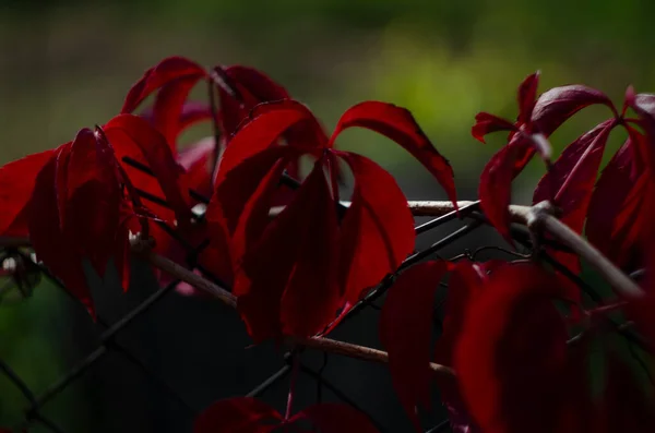 Prachtige Virginia Klimplant Parthenocissus Quinquefolia Rood Blad Herfst — Stockfoto