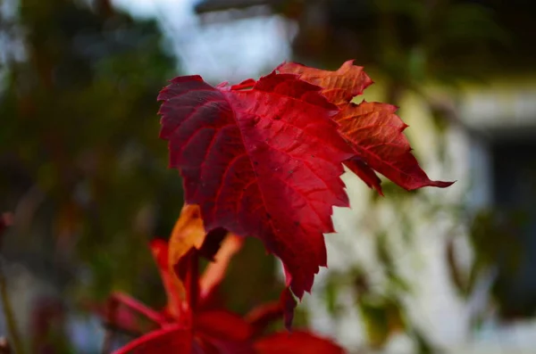 Prachtige Virginia Klimplant Parthenocissus Quinquefolia Rood Blad Herfst — Stockfoto