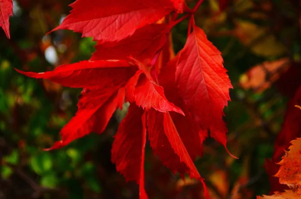 Beautiful Virginia Creeper Parthenocissus Quinquefolia Red Foliage Autumn — Stock Photo, Image