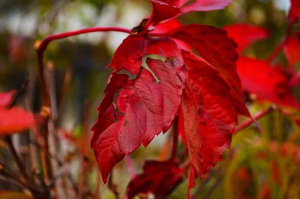 Bela Virginia Trepadeira Parthenocissus Quinquefolia Folhagem Vermelha Outono — Fotografia de Stock