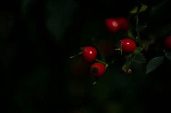 Rosas Quadril Maduro Ramo Com Folhas Fundo Verde Close — Fotografia de Stock