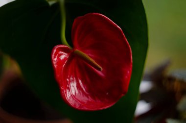 Anthurium çiçeği yakın plan. Güzel kompozisyon