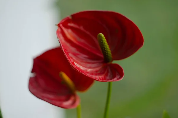 Anthurium Çiçeği Yakın Plan Güzel Kompozisyon — Stok fotoğraf