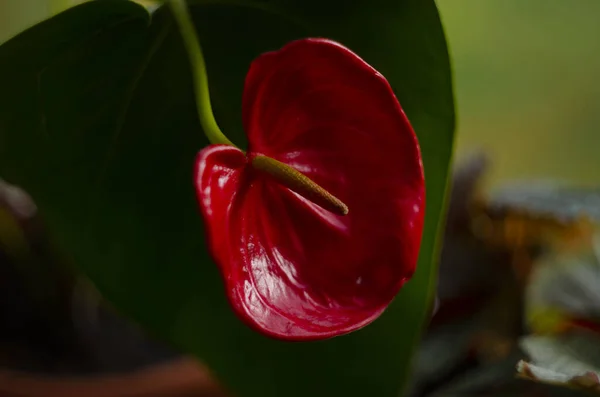 Anthurium Flower Close Beautiful Composition — Stock Photo, Image