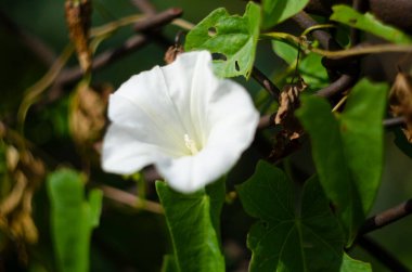 Yeşil yapraklı beyaz bir loach çiçeği. Yeşil bir arkaplanda.