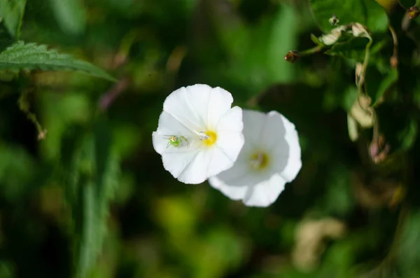 Biały Kwiat Płoci Zielonymi Liśćmi Zielonym Tle — Zdjęcie stockowe