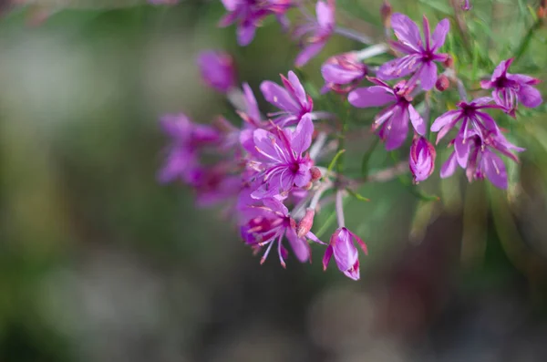 Fireweed Epilobium Angustifolium Bitkisi Çiçek Açtı Yazın Chamaenerion Çay Fabrikasının — Stok fotoğraf