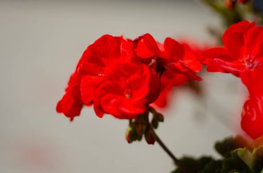 Bahçedeki sardunya çiçekleri, yakın çekim, sardunya çiçekleri. pelargonium
