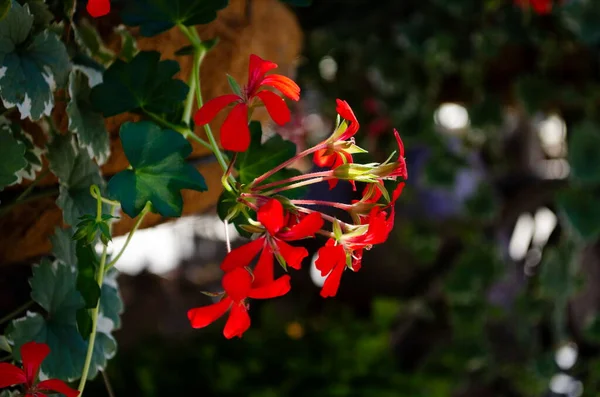 Kerti Muskátli Virágok Cserépben Közelkép Muskátli Virágok Pelargonium — Stock Fotó