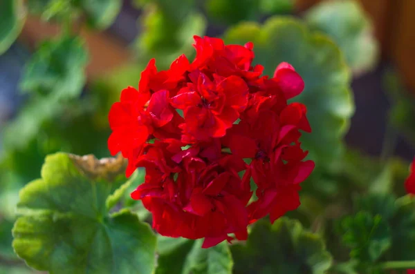 庭のゼラニウムの花を鍋に ショットを閉じ ゼラニウムの花 ペラルゴニウム — ストック写真