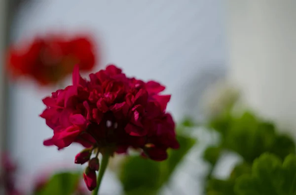 庭のゼラニウムの花を鍋に ショットを閉じ ゼラニウムの花 ペラルゴニウム — ストック写真