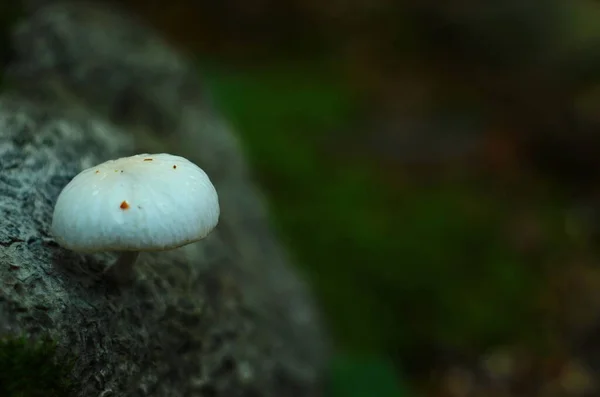 Fungo Porcelana Oudemansiella Mucida Uma Faia — Fotografia de Stock