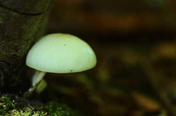 Fungo Porcelana Oudemansiella Mucida Uma Faia — Fotografia de Stock