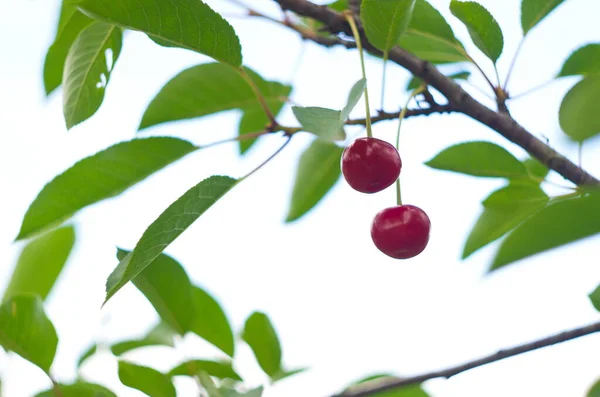 Cseresznye Lóg Cseresznye Ága Közelről — Stock Fotó