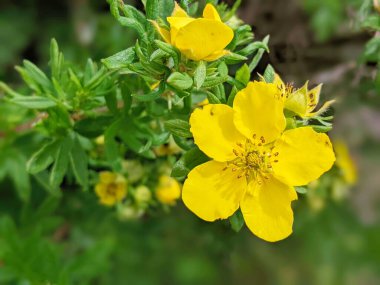 Sarıya yakın çekim Potentilla aurea çiçekleri, bahçe